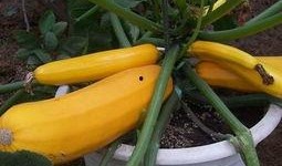 晒干了的角瓜条咋吃呢视频