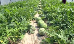 井陉最新吃瓜事件视频