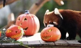 动物并排吃瓜看戏视频,动物版“吃瓜群众”上演欢乐喜剧