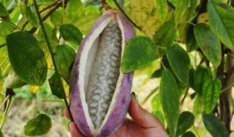 吃野生八月瓜视频声控,野生果实诱惑揭秘