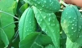 瓢子瓜能泡着吃嘛视频,揭秘泡制方法与美味口感