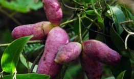 吃野生八月瓜视频声控,野生果实诱惑揭秘