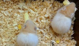 甜面瓜仓鼠可以吃吗视频