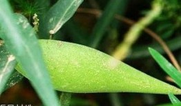 梢瓜怎么吃视频,视频教你轻松烹饪