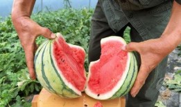 过年吃村里瓜好吗视频,一场别开生面的乡村盛宴