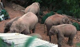 大象和群众吃瓜视频,大象与群众共赏瓜界盛宴