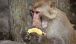 诵读猴子吃瓜视频,趣味横生的自然瞬间