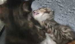 瓜娃子吃的好吃吗视频,一探究竟的好吃之谜