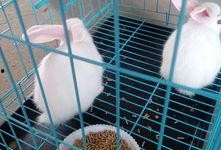 哈密瓜能给兔子吃么吗视频,兔子饮食中的健康之选？