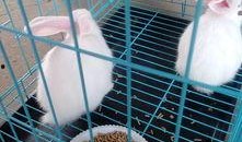 哈密瓜能给兔子吃么吗视频,兔子饮食中的健康之选？