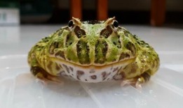 哈密瓜绿角蛙可以吃吗视频,视频揭秘蛙类美食新选择