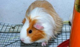 荷兰豚鼠吃瓜视频大全,萌态十足！