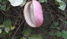 八月瓜什么时候才吃呢视频,揭秘最佳食用时间