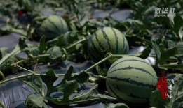 田瓜园吃瓜视频在线观看,一场视觉盛宴的在线直播体验