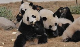 吃瓜的熊猫人动画视频,揭秘动画中的趣味生活