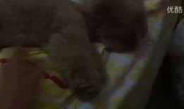 小潘吃瓜视频大全