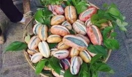 吃货吴大王吃八月瓜视频,美味之旅尽享田园风光