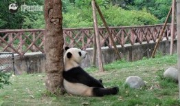 带你吃瓜的熊猫视频