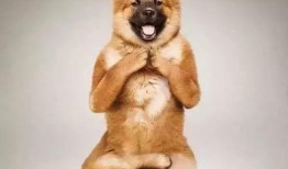 猫狗吃瓜视频大全,趣味视频大全集锦