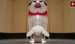 上班吃瓜可爱视频,可爱视频带你轻松解压