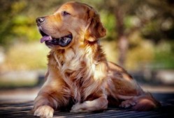 金毛吃贝贝瓜会死吗视频,生死存亡的紧急时刻