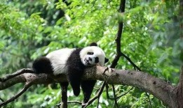 带你吃瓜的熊猫视频