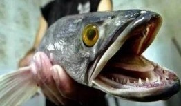 折耳鱼不呼吸吃瓜视频,不呼吸也能吃瓜的神奇生物