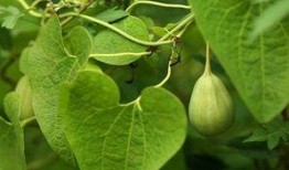 梢瓜怎么吃视频,视频教你轻松烹饪