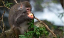 诵读猴子吃瓜视频,趣味横生的自然瞬间