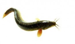 泥鳅吃不吃瓜虫呢视频,揭秘泥鳅是否爱吃瓜虫