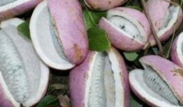 寻找八月瓜吃的视频教程,视频教程教你轻松寻味野生美味