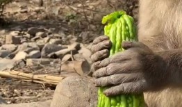 猴子配音吃瓜视频下载,揭秘热门视频背后的下载热潮