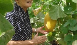 田瓜园吃瓜视频,一场夏日瓜果盛宴的视觉盛宴