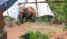 大象和群众吃瓜视频,大象与群众共赏瓜界盛宴