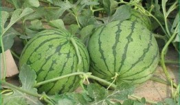 吃山子瓜的好处和坏处视频,营养与风险并存的天然美食