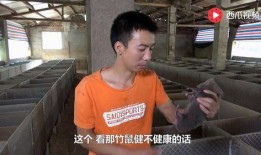 杨黎明吃瓜的视频,揭秘娱乐圈幕后故事