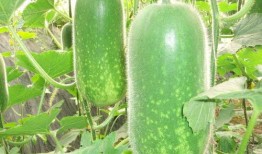 母亲吃哈密瓜哭了视频大全,感人瞬间引发网友共鸣