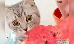 猫咪吃瓜视频,猫咪吃瓜视频大盘点