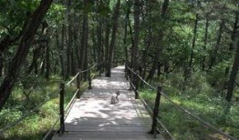 森林公园吃瓜视频播放,揭秘夏日消暑新潮流