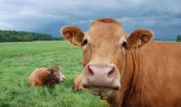 丰收瓜可以给牛吃嘛视频,牛儿美食新选择，绿色营养两不误