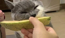 怎么喂猫吃哈密瓜呢视频,轻松掌握猫咪饮食新选择