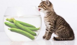 小猫吃瓜怎么做视频,趣味视频轻松制作教程