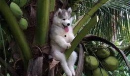 二哈可以吃吊瓜吗图片视频,一场视觉盛宴