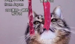 小猫吃瓜怎么做视频,趣味视频轻松制作教程
