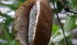 八月瓜什么时候才吃呢视频,揭秘最佳食用时间