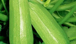 康县网红吃瓜原视频,揭秘当地美食文化魅力