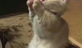 网红事件吃瓜最新视频播放,最新视频播放揭秘，吃瓜群众热议不断！