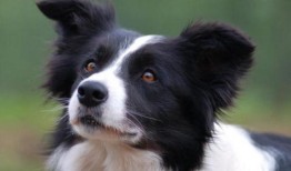 边牧可以吃小瓜汤吗视频