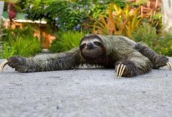 动物并排吃瓜看戏视频,动物版“吃瓜群众”上演欢乐喜剧