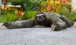 动物并排吃瓜看戏视频,动物版“吃瓜群众”上演欢乐喜剧